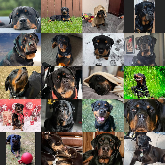 Meet Our Dogs of the Month — February