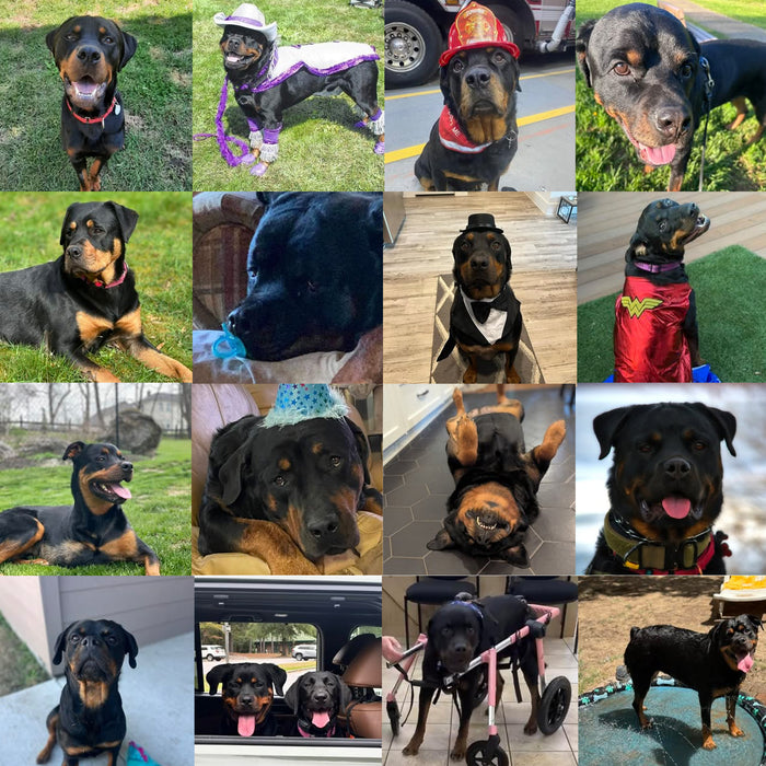 Meet Our Dogs of the Month — October