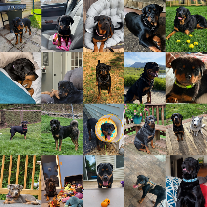 Meet Our Dogs of the Month — August 2026