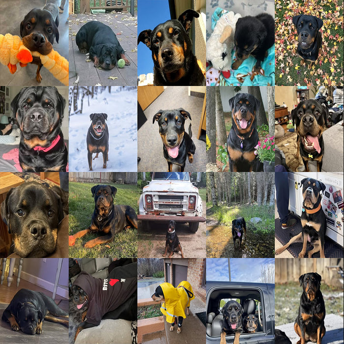 Meet Our Dogs of the Month — March