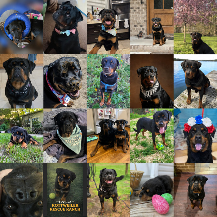 Meet Our Dogs of the Month — May