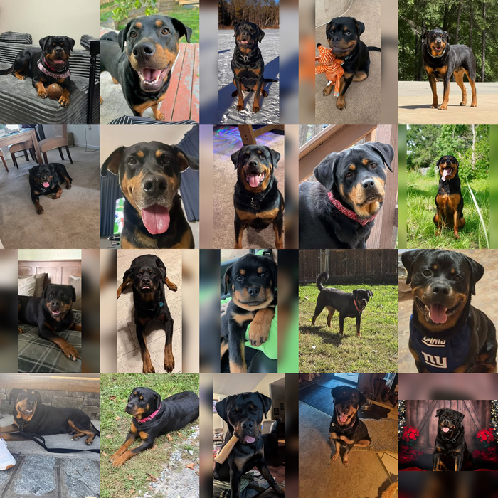 Meet Our Dogs of the Month — November 2026