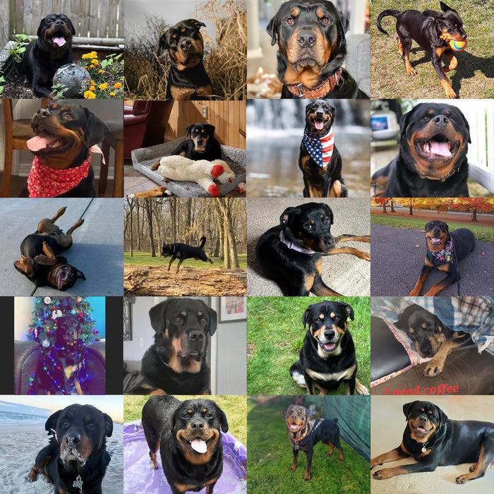 Meet Our Dogs of the Month — November