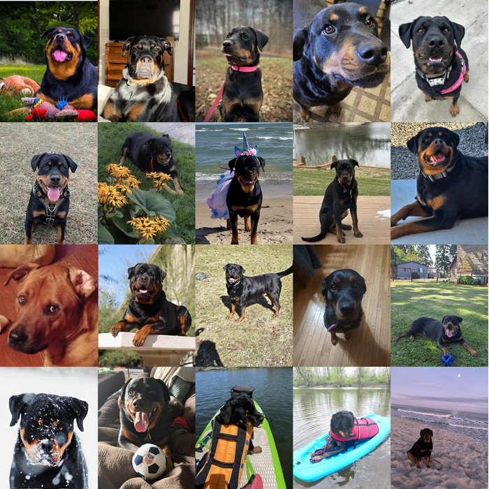 Meet Our Dogs of the Month — April