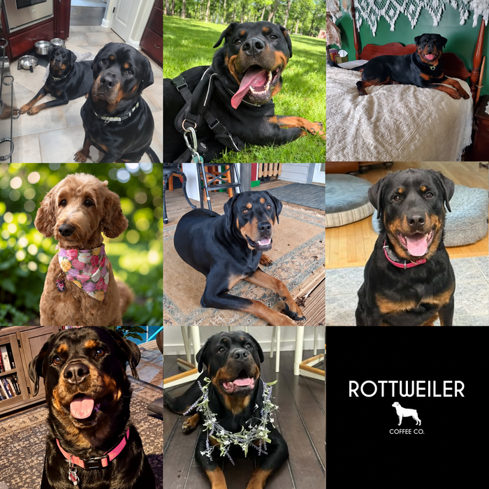 Meet Our Dogs of the Month — October 2026