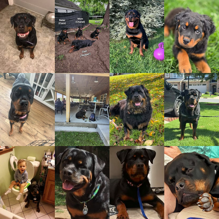 Meet Our Dogs of the Month — September 2026