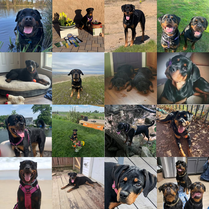 Meet Our Dogs of the Month — September