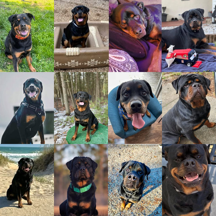 Meet Our Dogs of the Month — June