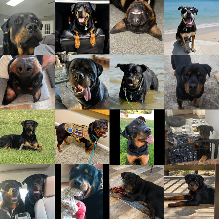 Meet Our Dogs of the Month — June
